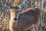Wildlife #12