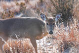 Wildlife #11