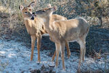 Wildlife #09