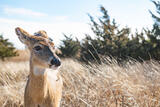 Wildlife #10
