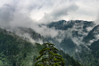 A tree and the Smoky Mountains