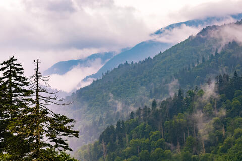 The Smoky Mountains